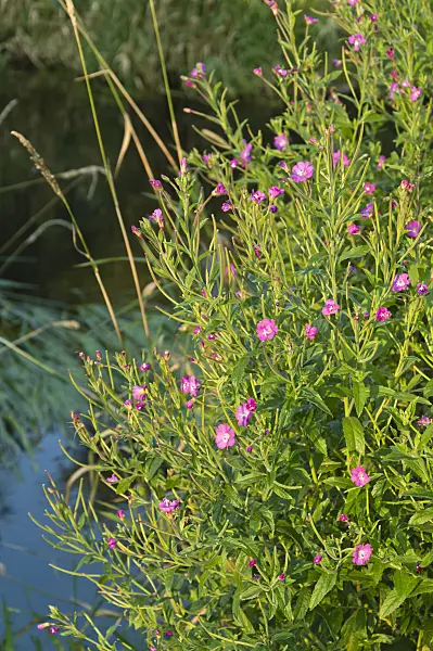 511041 - Great hairy willow herb (Epilobium hirsutum)