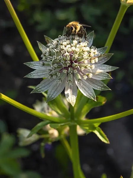 428094 - Great masterwort (Astrantia major)