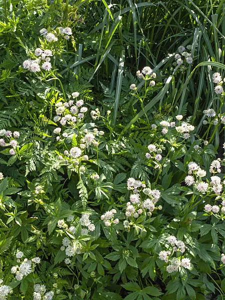 438286 - Great masterwort (Astrantia major)
