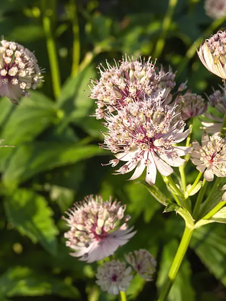 461135 - Great masterwort (Astrantia major)