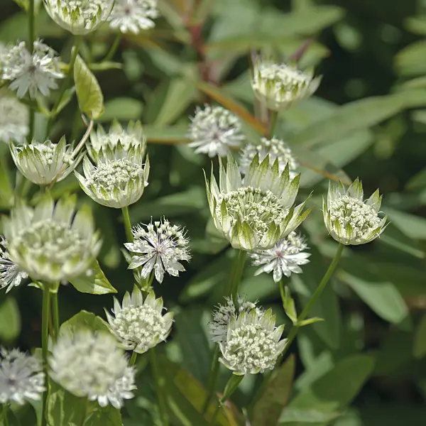 517428 - Great masterwort (Astrantia major)