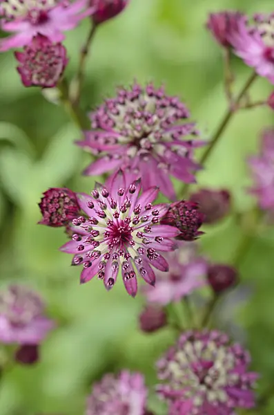 497173 - Great masterwort (Astrantia major 'Dark Shiny Eyes')