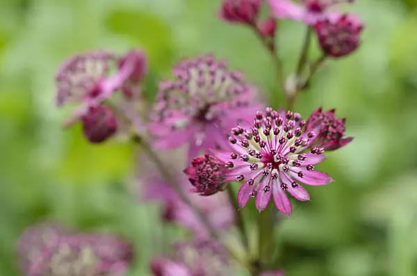 497174 - Great masterwort (Astrantia major 'Dark Shiny Eyes')