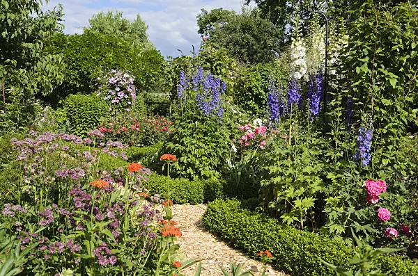 534054 - Great masterwort (Astrantia major), Maltese cross (Lychnis chalcedonica syn. Silene chalcedonica), larkspur (Delphinium elatum) and roses (Rosa)