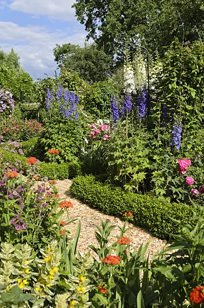534055 - Great masterwort (Astrantia major), Maltese cross (Lychnis chalcedonica syn. Silene chalcedonica), larkspur (Delphinium elatum) and roses (Rosa)
