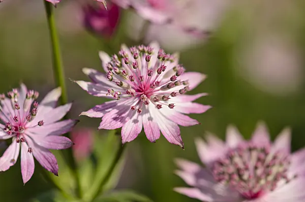 521115 - Great masterwort (Astrantia major 'Roma')