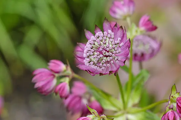 473148 - Great masterwort (Astrantia major 'Ruby Cloud')
