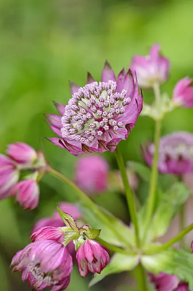 473149 - Great masterwort (Astrantia major 'Ruby Cloud')