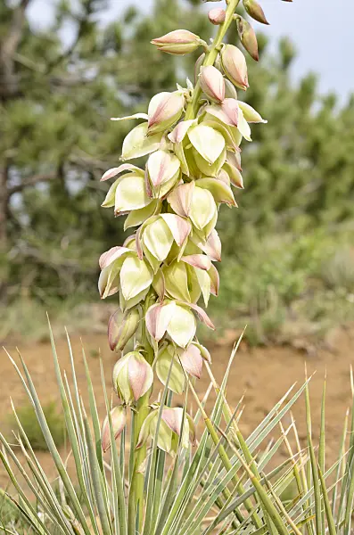 508207 - Great Plains yucca (Yucca glauca)