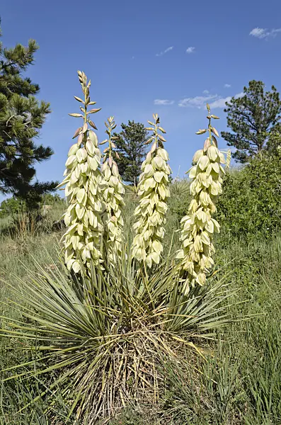 508381 - Great Plains yucca (Yucca glauca)
