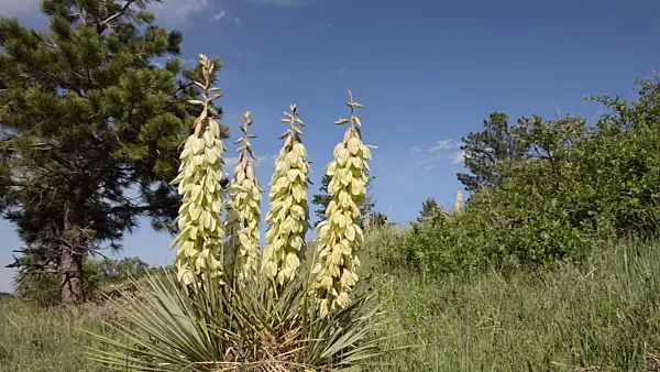 508469 - Great Plains yucca (Yucca glauca)