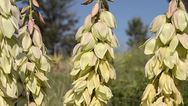 508470 - Great Plains yucca (Yucca glauca)