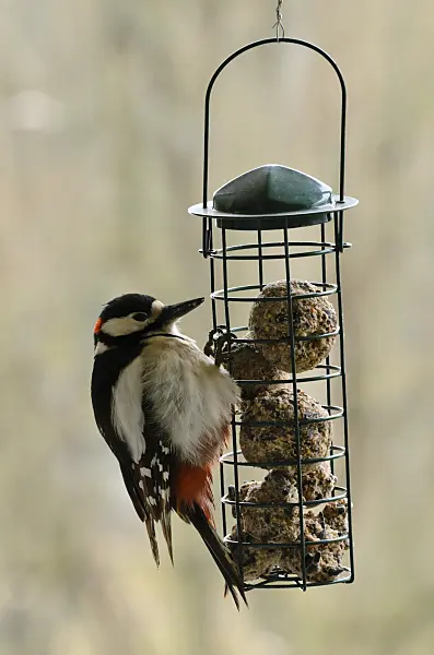 578016 - Great spotted woodpecker (Dendrocopos major syn. Picoides major) eats fat balls