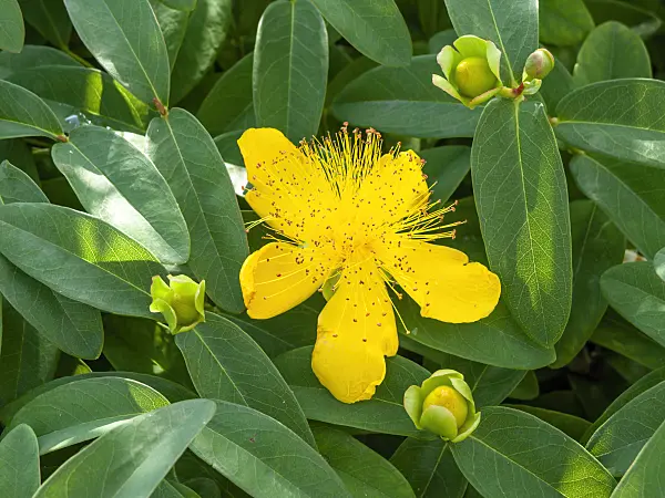 439196 - Great St. John's wort (Hypericum calycinum)