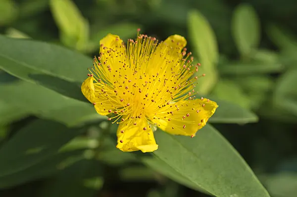 511310 - Great St. John's wort (Hypericum calycinum)