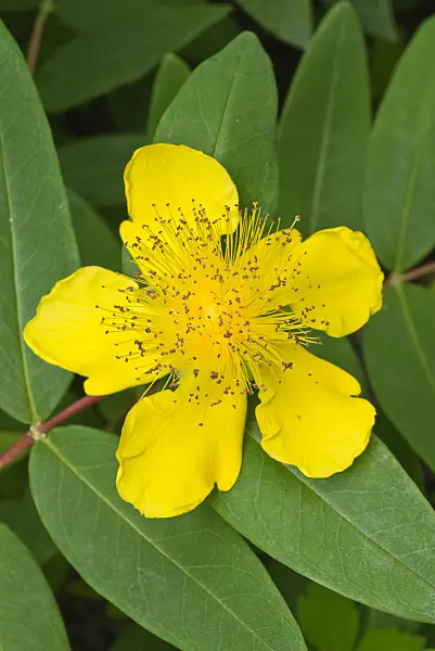 558320 - Great St. John's wort (Hypericum calycinum)