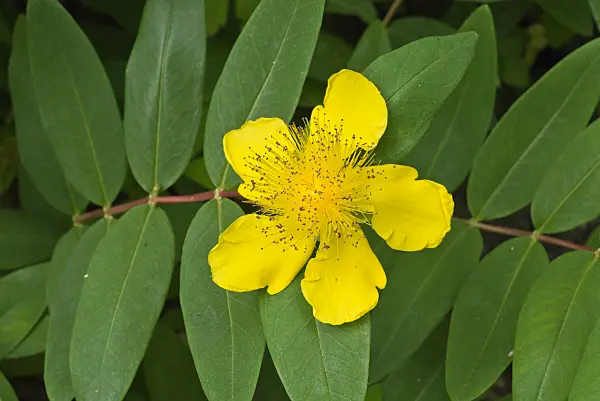 558321 - Great St. John's wort (Hypericum calycinum)