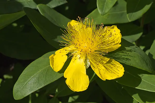 573002 - Great St. John's wort (Hypericum calycinum)