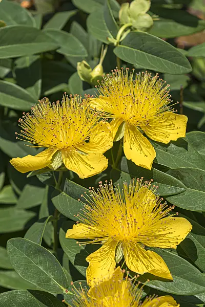 651332 - Great St. John's wort (Hypericum calycinum)