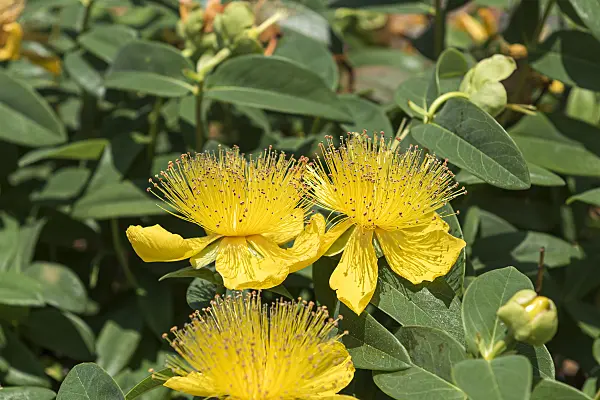 651333 - Great St. John's wort (Hypericum calycinum)