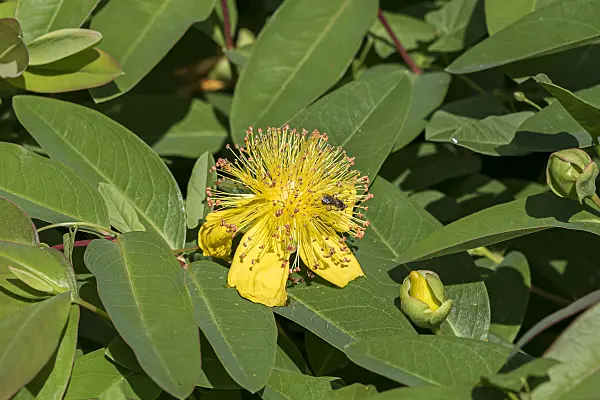 651334 - Great St. John's wort (Hypericum calycinum)