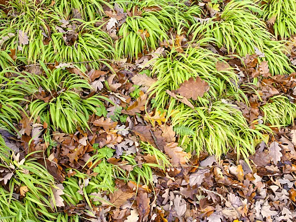 465247 - Great wood rush (Luzula sylvatica)