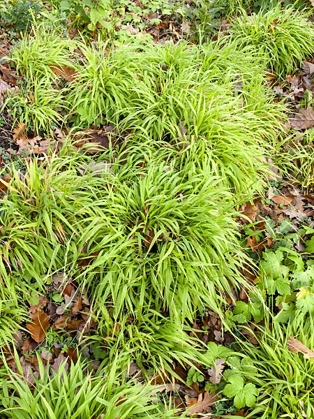 465249 - Great wood rush (Luzula sylvatica)