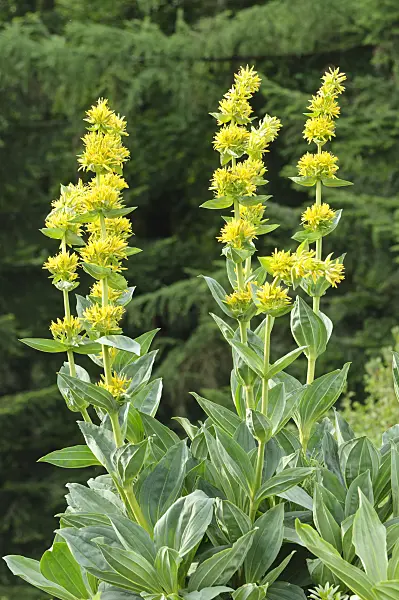 485079 - Great yellow gentian (Gentiana lutea)