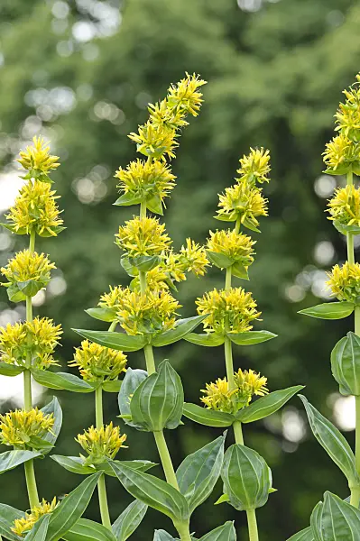 485080 - Great yellow gentian (Gentiana lutea)