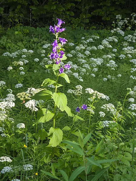 402050 - Greater bellflower (Campanula latifolia)