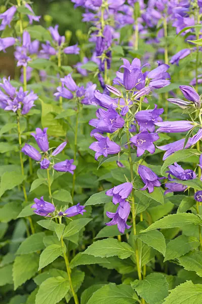 485108 - Greater bellflower (Campanula latifolia)