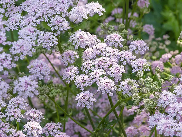 438152 - Greater burnet saxifrage (Pimpinella major)
