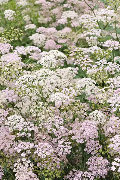 485074 - Greater burnet saxifrage (Pimpinella major)