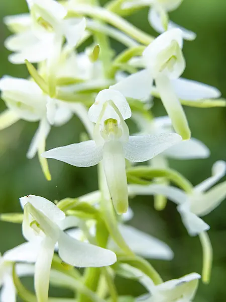 439226 - Greater butterfly orchid (Platanthera chlorantha)