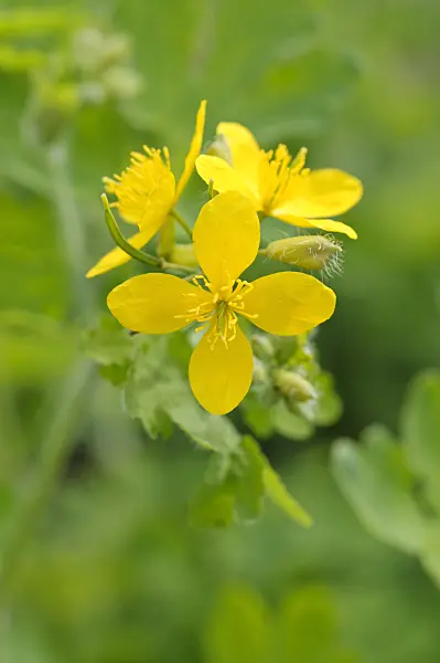 484012 - Greater celandine (Chelidonium majus)