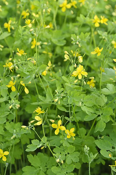 484191 - Greater celandine (Chelidonium majus)