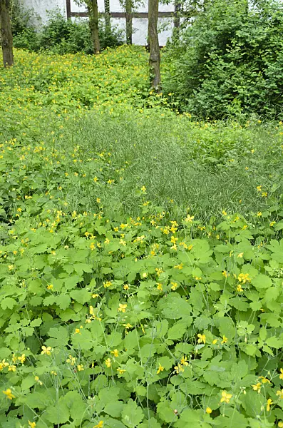 508034 - Greater celandine (Chelidonium majus)