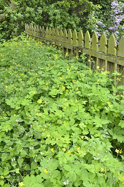 508035 - Greater celandine (Chelidonium majus)