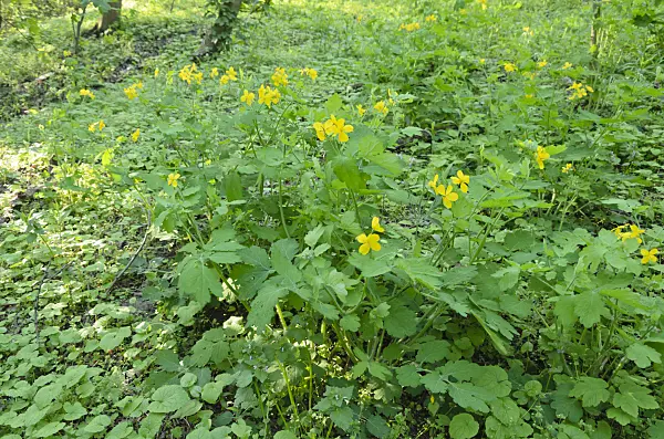 544049 - Greater celandine (Chelidonium majus)
