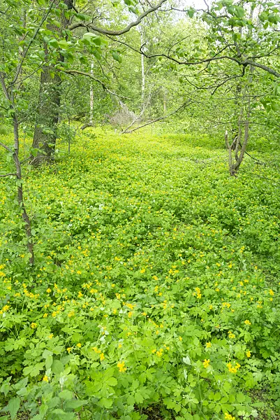 625077 - Greater celandine (Chelidonium majus)