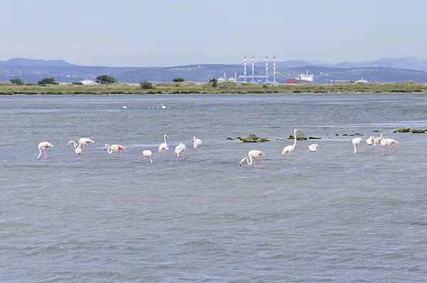 557076 - Greater flamingo (Phoenicopterus roseus), Camargue, France
