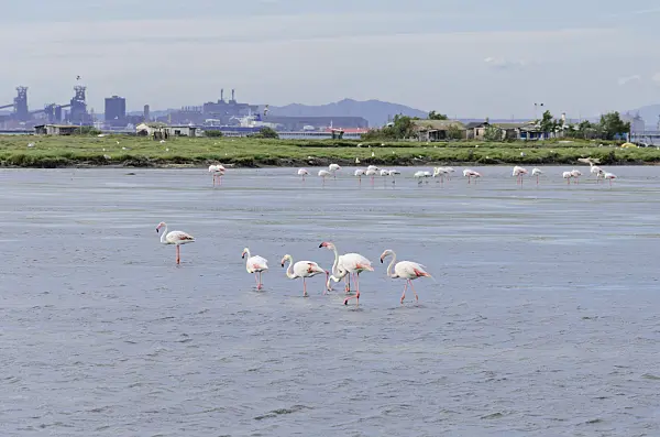 557077 - Greater flamingo (Phoenicopterus roseus), Camargue, France
