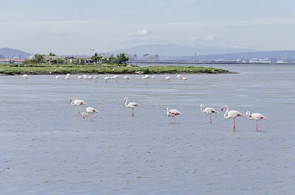 557078 - Greater flamingo (Phoenicopterus roseus), Camargue, France
