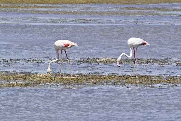 557096 - Greater flamingo (Phoenicopterus roseus), Camargue, France