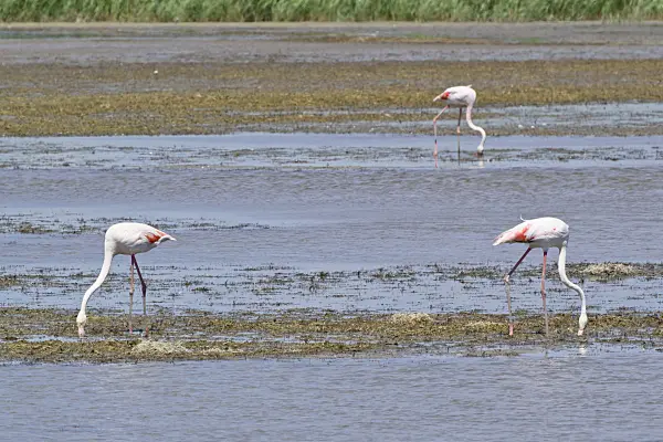 557097 - Greater flamingo (Phoenicopterus roseus), Camargue, France