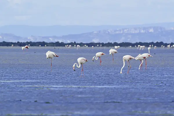 557106 - Greater flamingo (Phoenicopterus roseus), Camargue, France