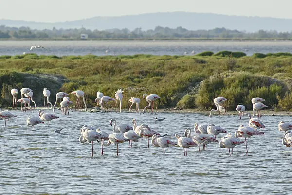 557262 - Greater flamingo (Phoenicopterus roseus), Camargue, France