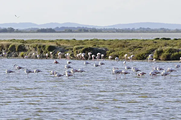 557274 - Greater flamingo (Phoenicopterus roseus), Camargue, France