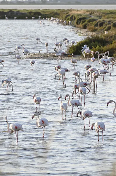 557280 - Greater flamingo (Phoenicopterus roseus), Camargue, France