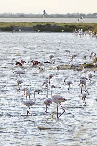 557281 - Greater flamingo (Phoenicopterus roseus), Camargue, France